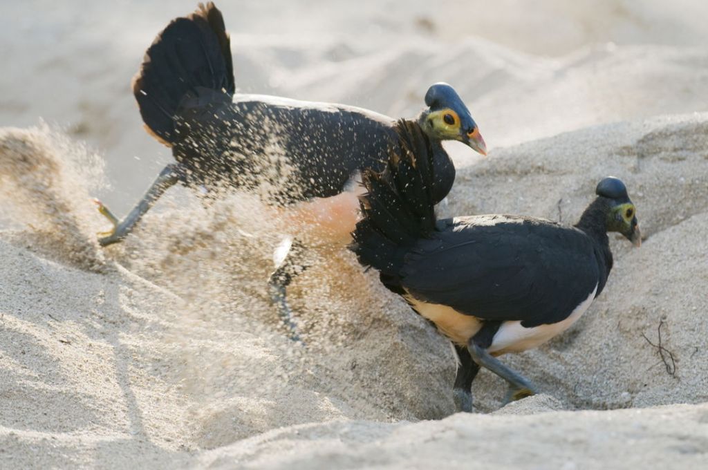 Burung Maleo – Taksonomi, Ciri, Sebaran, Kelangkaan & Fakta&nbsp;Unik
