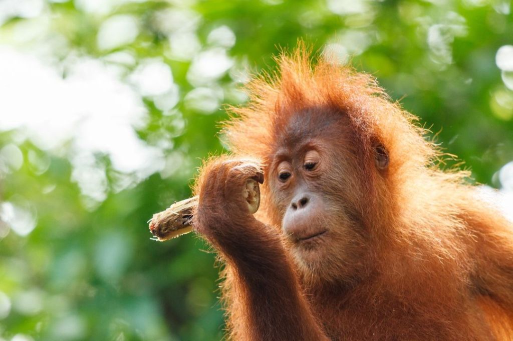Orangutan – Taksonomi, Morfologi, Jenis, Habitat, Kelangkaan &&nbsp;Konservasi