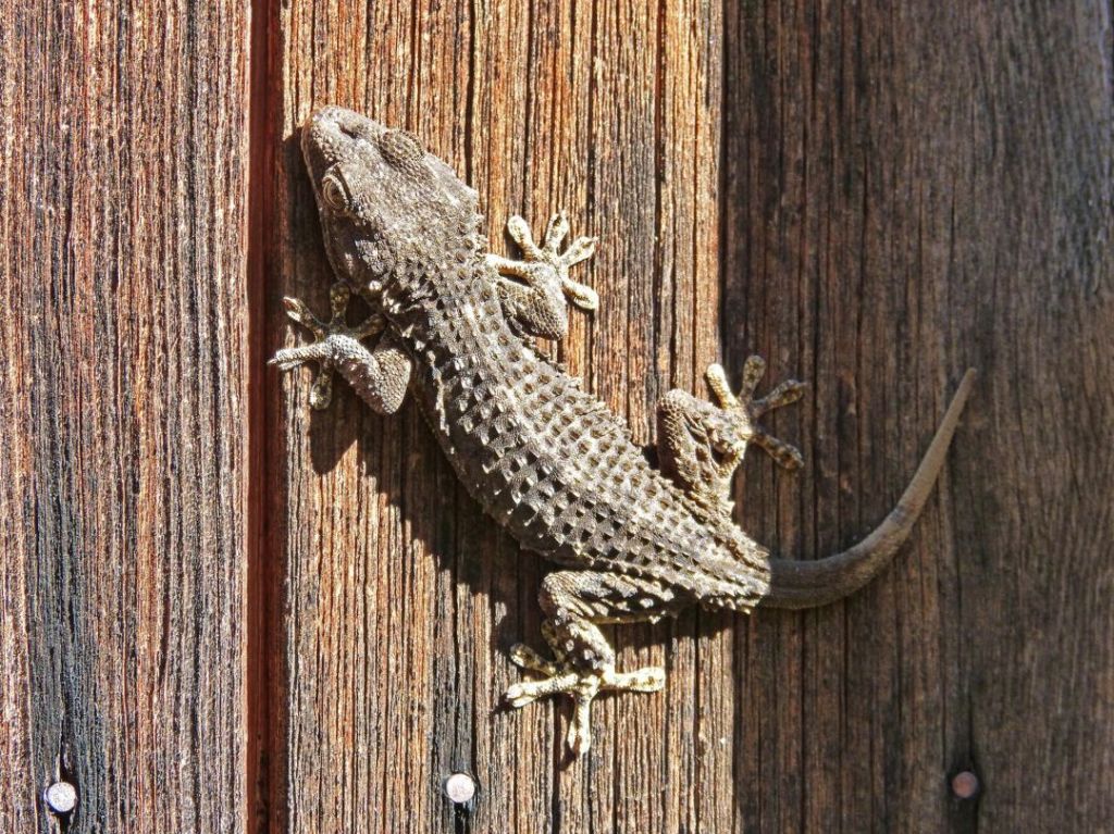 Tokek – Taksonomi, Morfologi, Sebaran, Manfaat & Reproduksi