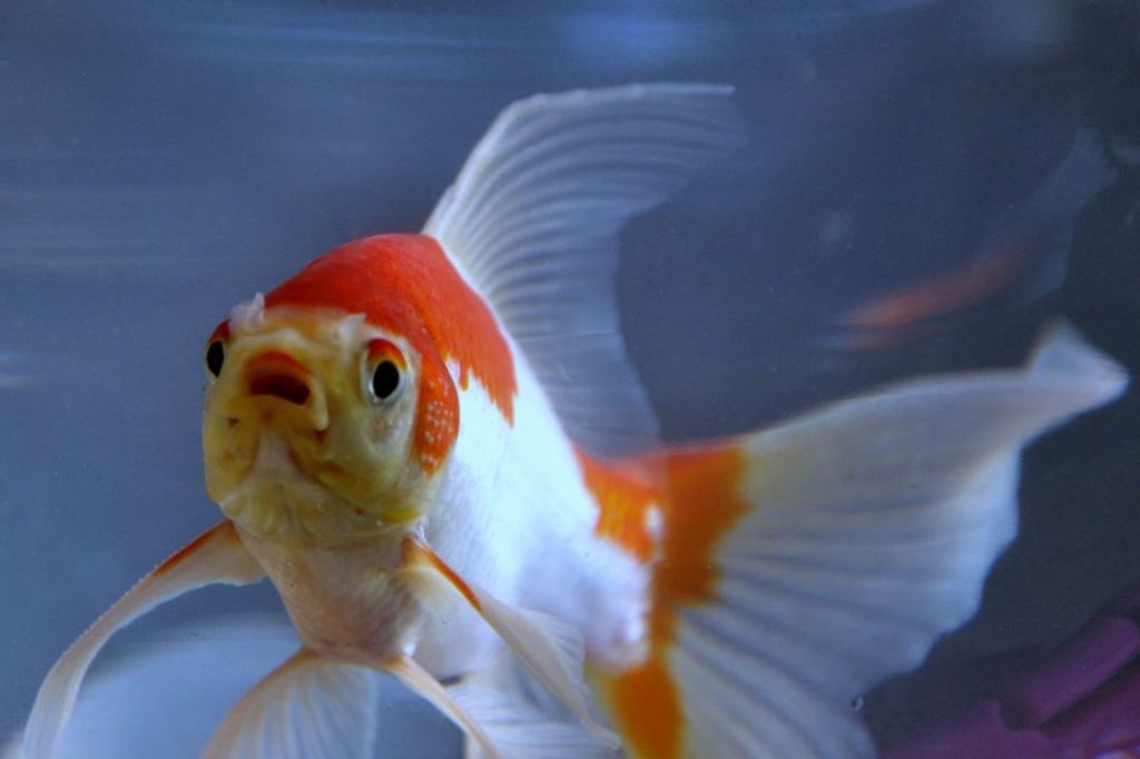 15 Jenis Ikan Komet – Taksonomi, Morfologi, Sifat, Pakan & Pemeliharaan