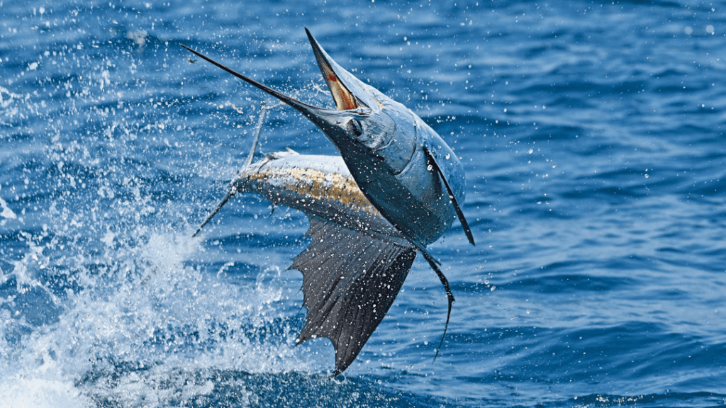 Ikan Marlin – Ciri, Morfologi, Habitat, Sebaran, Jenis dan Karakteristik