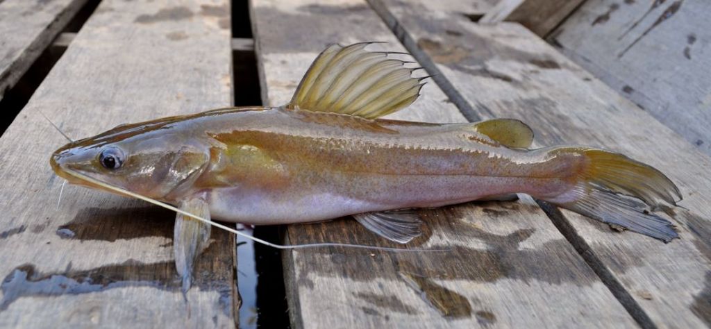 Ikan Baung – Taksonomi, Morfologi, Sebaran, Jenis dan Reproduksi