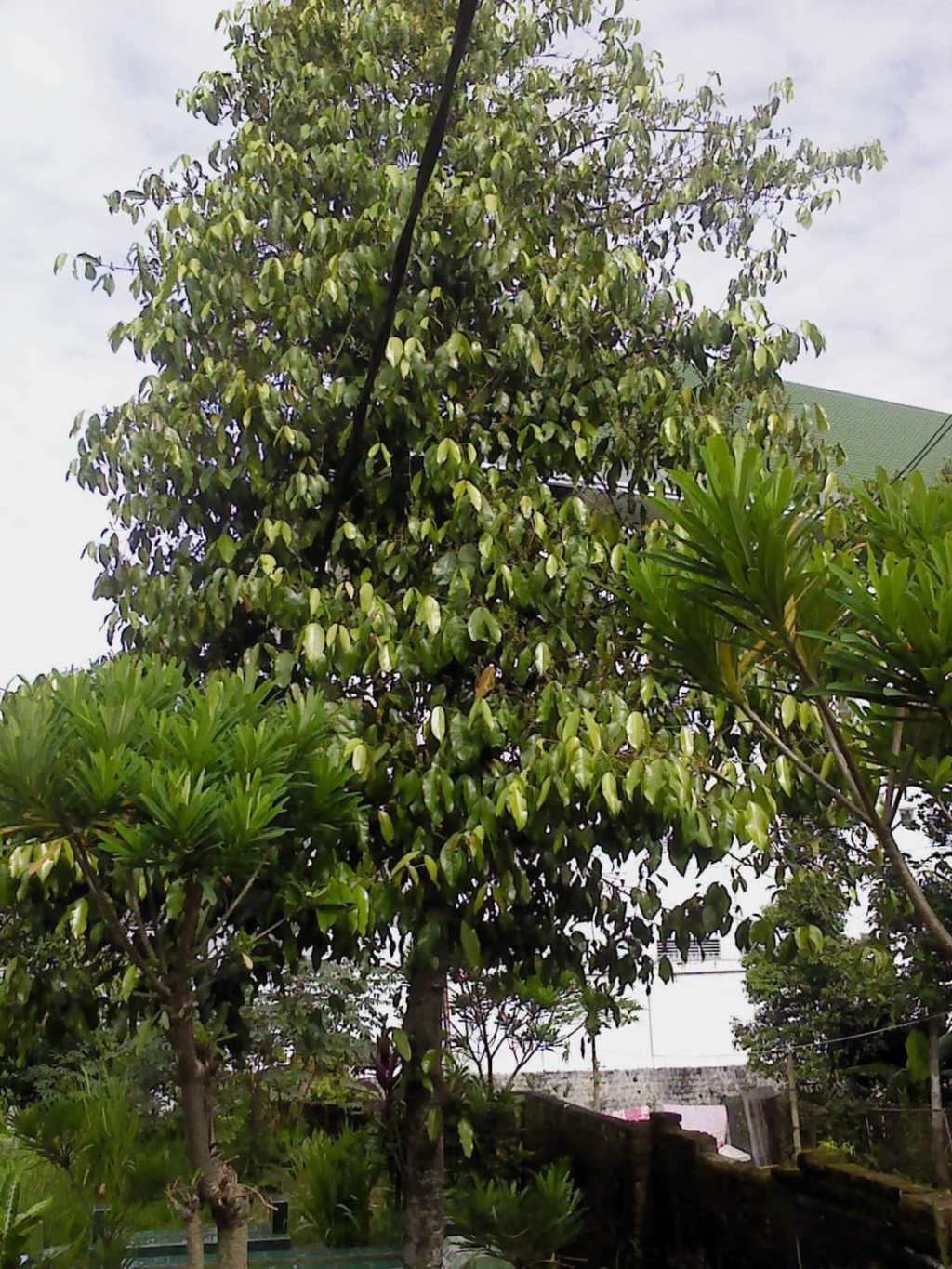 Melinjo – Taksonomi, Morfologi, Manfaat & Bahaya Mengonsumsinya