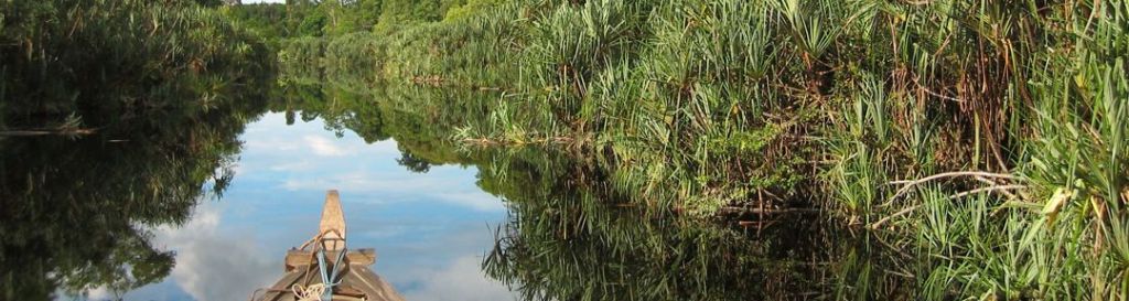 Taman Nasional Berbak Dijuluki Amazon&nbsp;Jambi