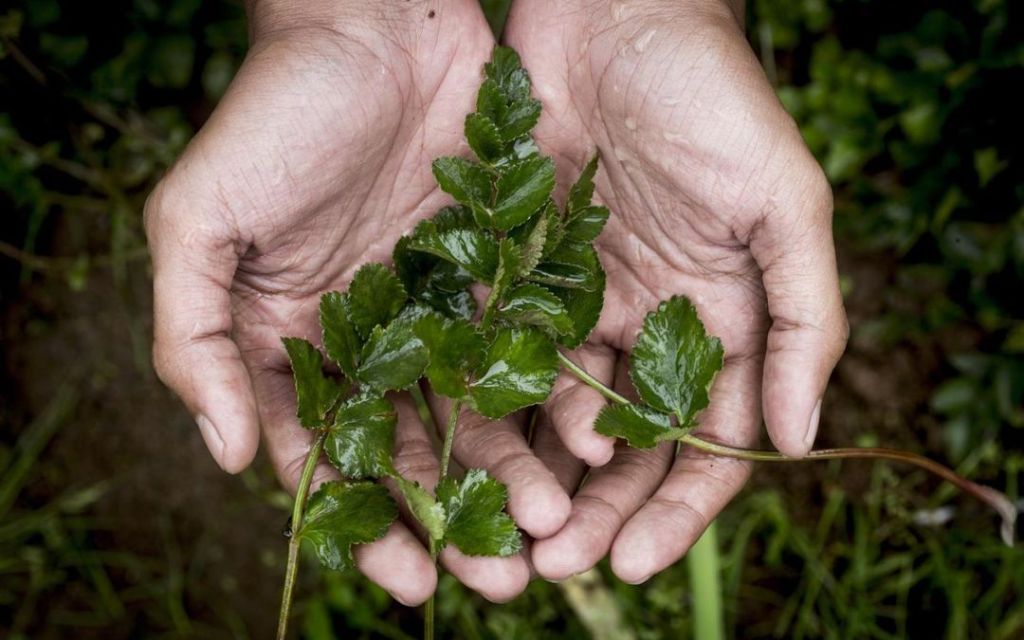 Purwaceng – Habitat, Manfaat, Produk & Budidaya