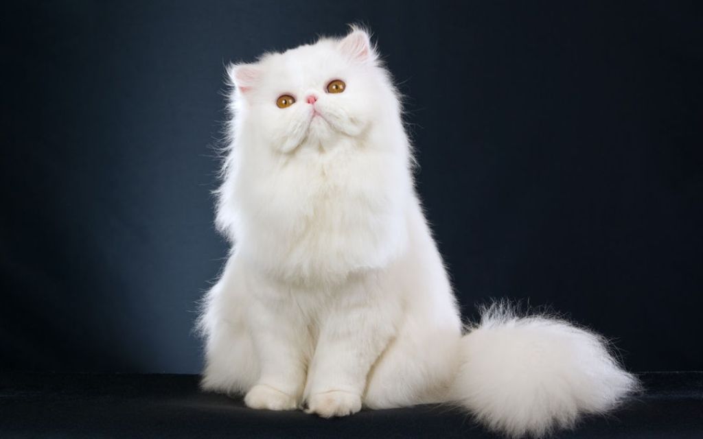 Ingin Memelihara Kucing Persia? Kenali Dulu Jenis dan Perilakunya