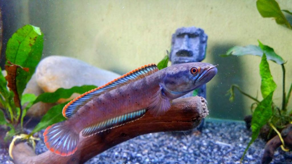 Ikan Toman – Taksonomi, Morfologi, Sebaran, Jenis, Kuliner & Ikan Hias