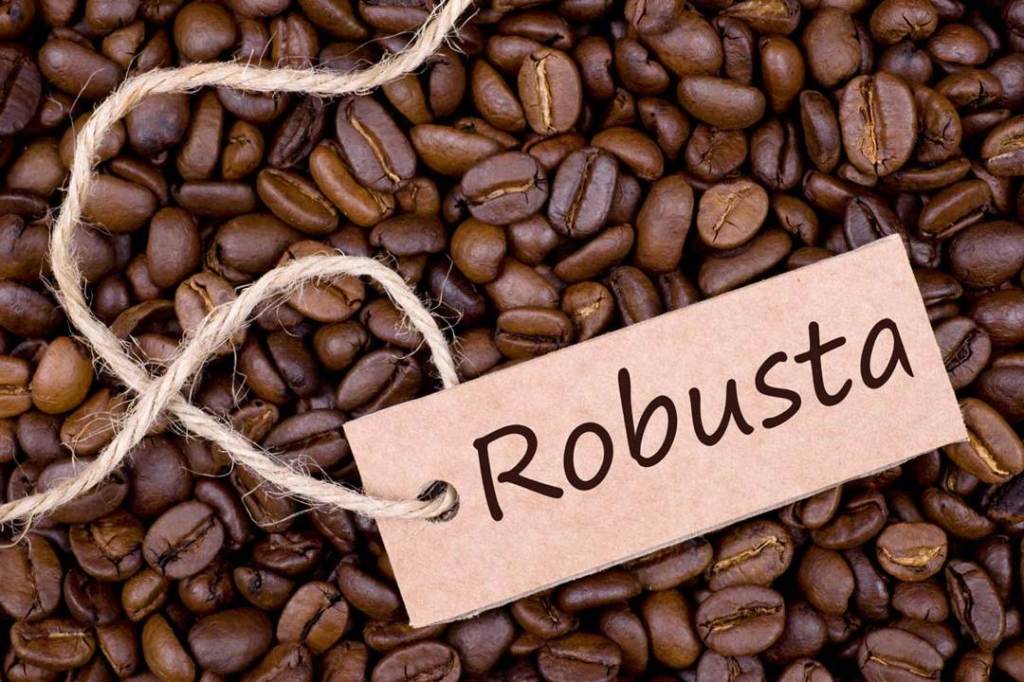 Kopi Robusta – Asal, Klasifikasi, Klon & Perdagangan