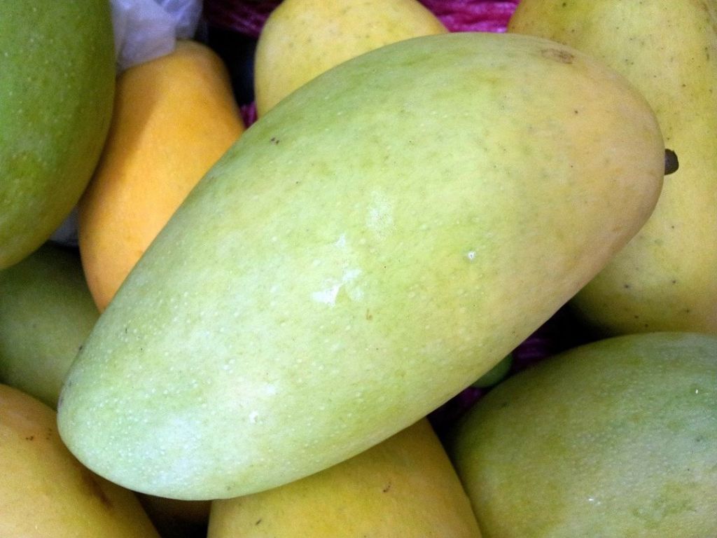 Mangga – Taksonomi, Morfologi, Sebaran, Kulitivar & Manfaat Buah