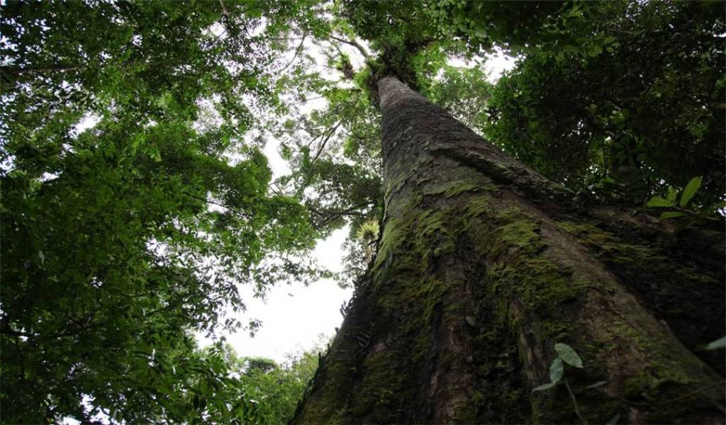 Pohon Merbau – Sebaran, Manfaat Kayu & Perdagangan