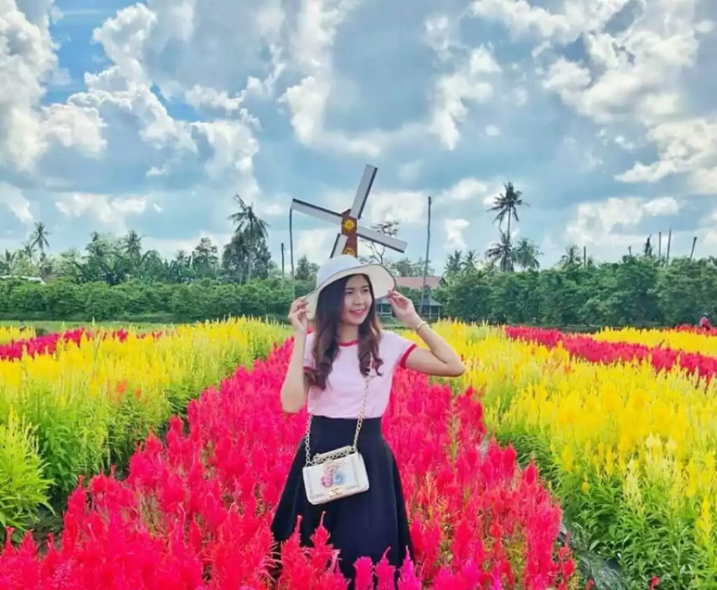 Bunga Celosia – Asal, Jenis, Taman Wisata & Cara&nbsp;Tanam