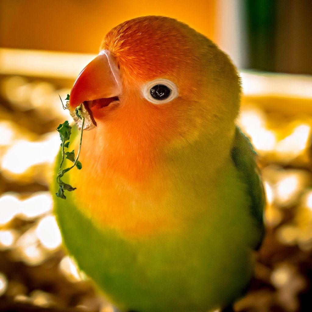 Panduan Ternak Lovebird – Kandang, Indukan, Penjodohan, Penetasan &&nbsp;Pakan