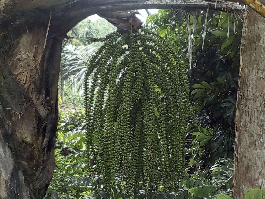 Pohon Aren – Taksonomi, Morfologi, Manfaat &&nbsp;Budidaya
