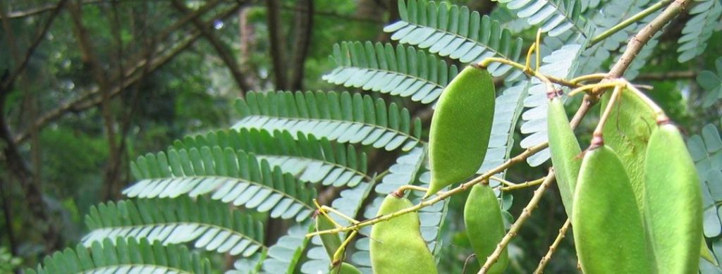 Pohon Secang – Asal, Sebaran, Manfaat Kayu & Resep&nbsp;Wedang