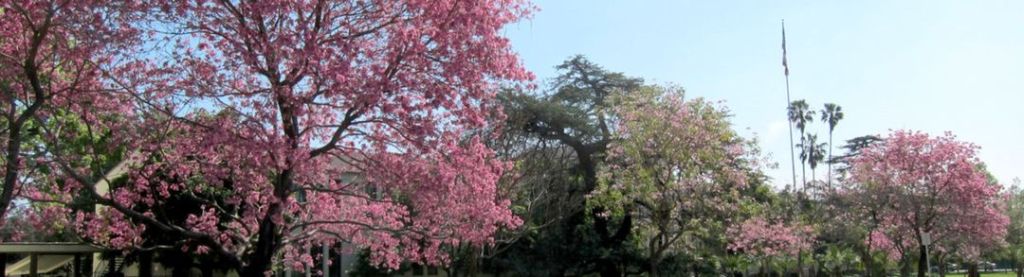 Pohon Tabebuya – Asal, Bunga, Harga & Cara&nbsp;Budidaya