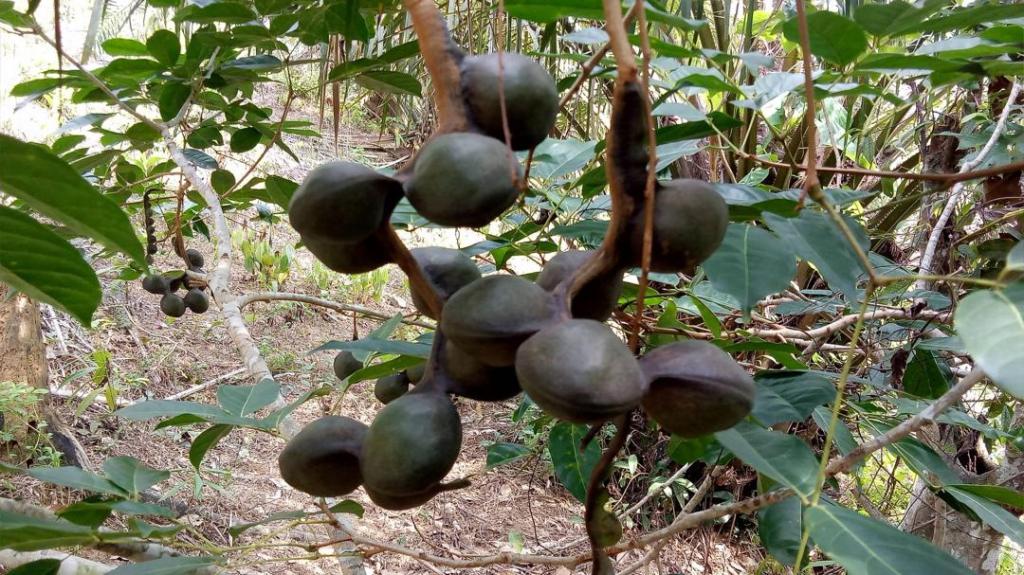 Pohon Jengkol – Asal, Morfologi, Manfaat dan&nbsp;Budidaya