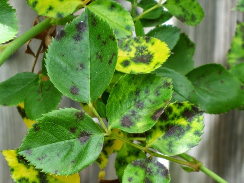 Hama dan Penyakit Tanaman – Pengertian, Jenis & Cara Ampuh&nbsp;Mengatasinya