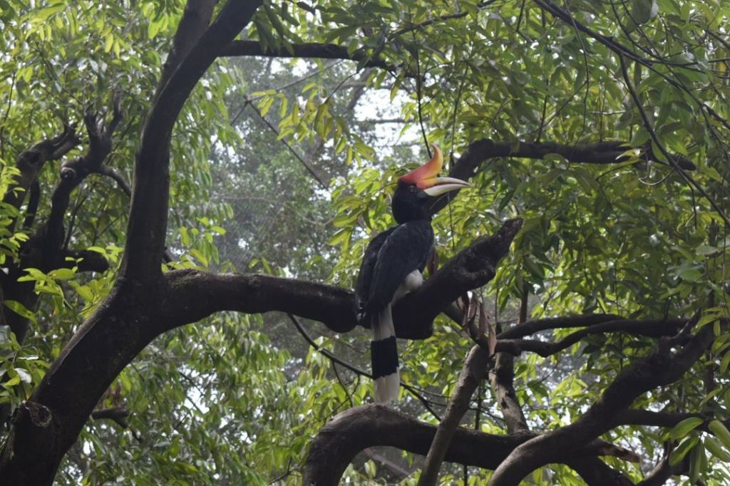Burung Rangkong – Satwa Endemik Indonesia Semakin Langka
