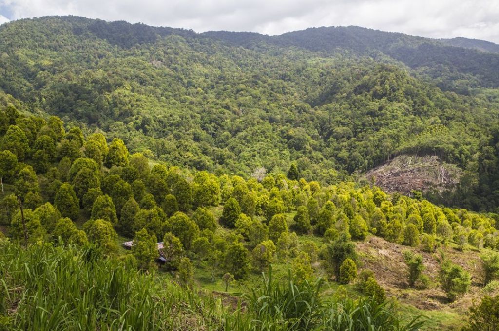 Pesona Taman Nasional Bogani Nani Wartabone di Pulau&nbsp;Sulawesi