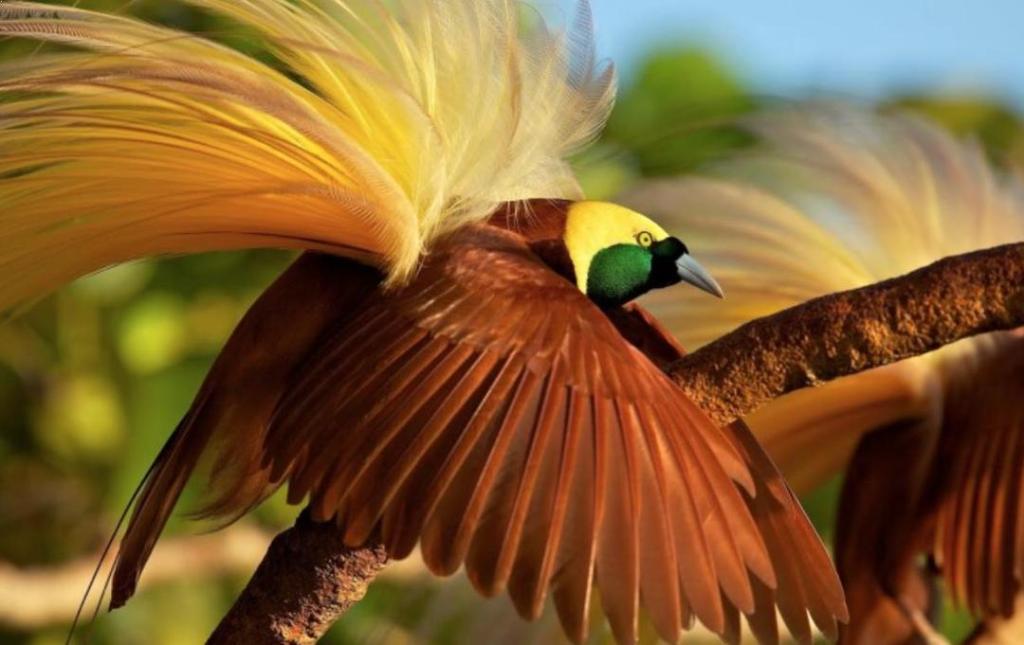 Burung Cendrawasih – Taksonomi, Habitat, Sebaran Populasi & 21 Jenis Bidadari&nbsp;Papua