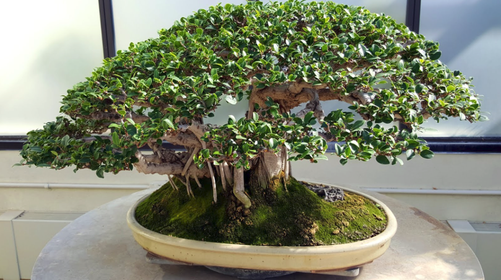 Bonsai Beringin – Langkah Pembuatan, Perawatan dan&nbsp;Jenisnya