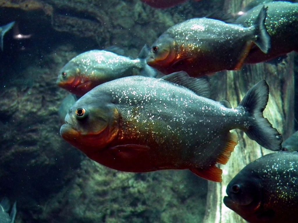 Mengenal Piranha & Cara Memelihara Ikan Ganas Dari Sungai Amazon