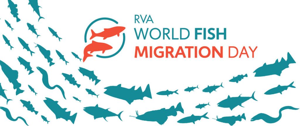 Hari Migrasi Ikan Sedunia – 21 April – World Fish Migration Day