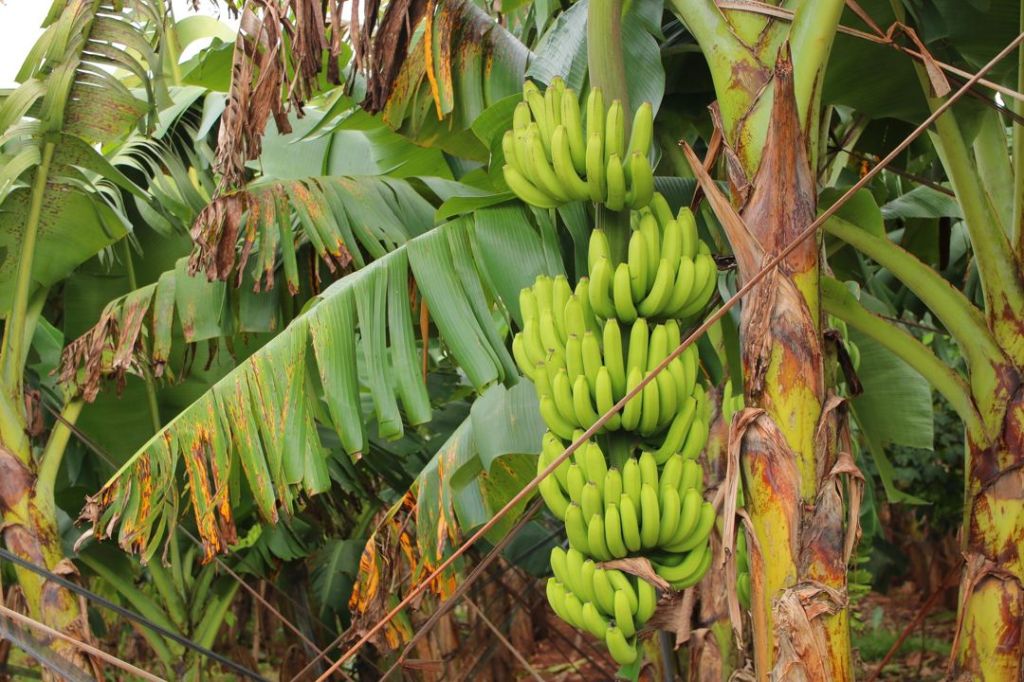 Buah Pisang – Taksonomi, Morfologi, Habitat, Asal Sebaran &&nbsp;Manfaat