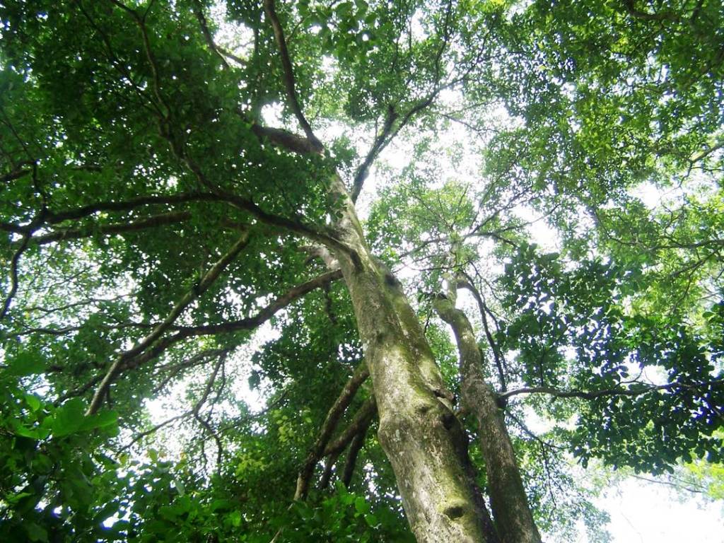 Pohon Rasamala – Kayu, Ciri, Manfaat, Sebaran &&nbsp;Budidaya