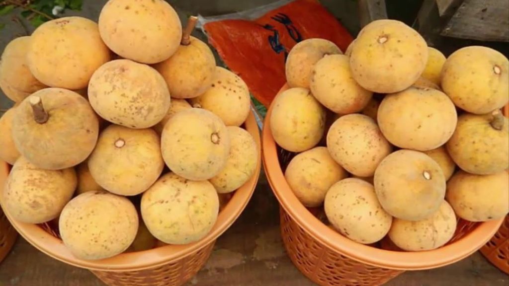 Kecapi / Sentul – Taksonomi, Morfologi, Habitat, Manfaat Buah &&nbsp;Kayu