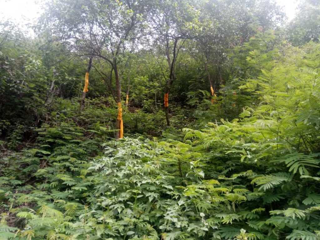 Pohon Cendana – Jenis, Manfaat, Kelangkaan &&nbsp;Budidaya