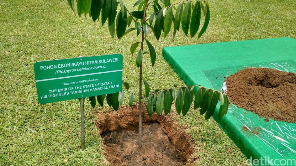 Mengenal Pohon Eboni – Manfaat dan Cara Budidaya