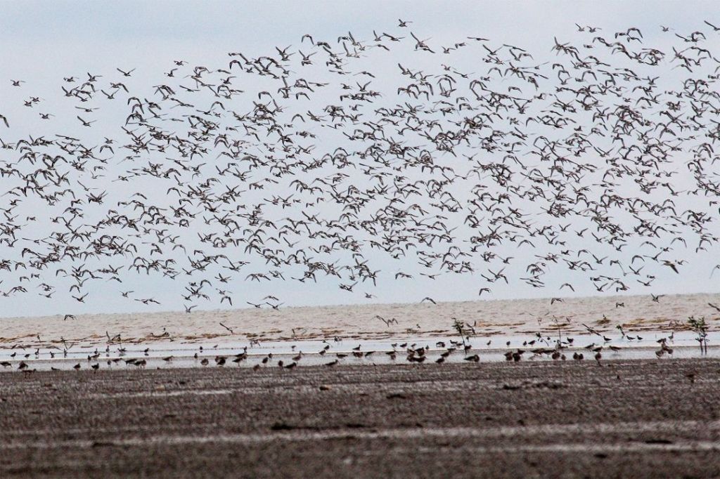 Taman Nasional Sembilang – Sejarah, Flora Fauna & Wisata