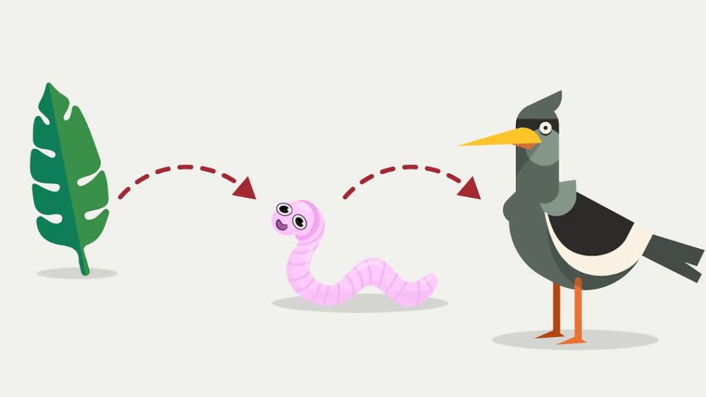 Rantai Makanan di Hutan – Komponen, Contoh & Penjelasan