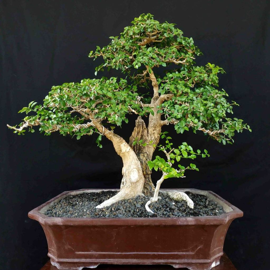 Bonsai Serut – Bagaimana Cara Membuat dan&nbsp;Perawatannya?