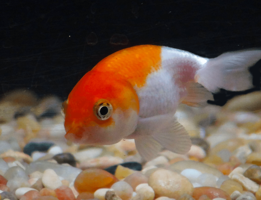 Ikan Mas Koki – Taksonomi, Morfologi, Ciri dan Jenis Ikan Hias&nbsp;Maskoki