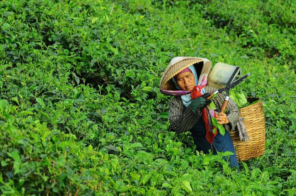 Kebun Teh Kayu Aro – Tertinggi di Indonesia, Terbesar & Tertinggi Ke-2 di Dunia
